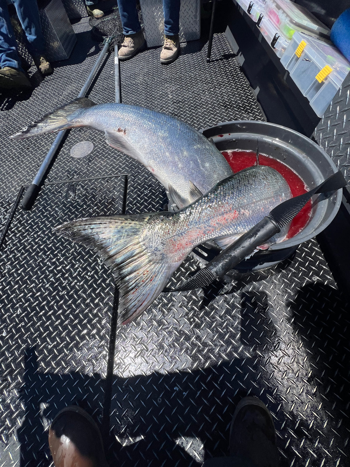 Buoy 10 August Salmon Fishing