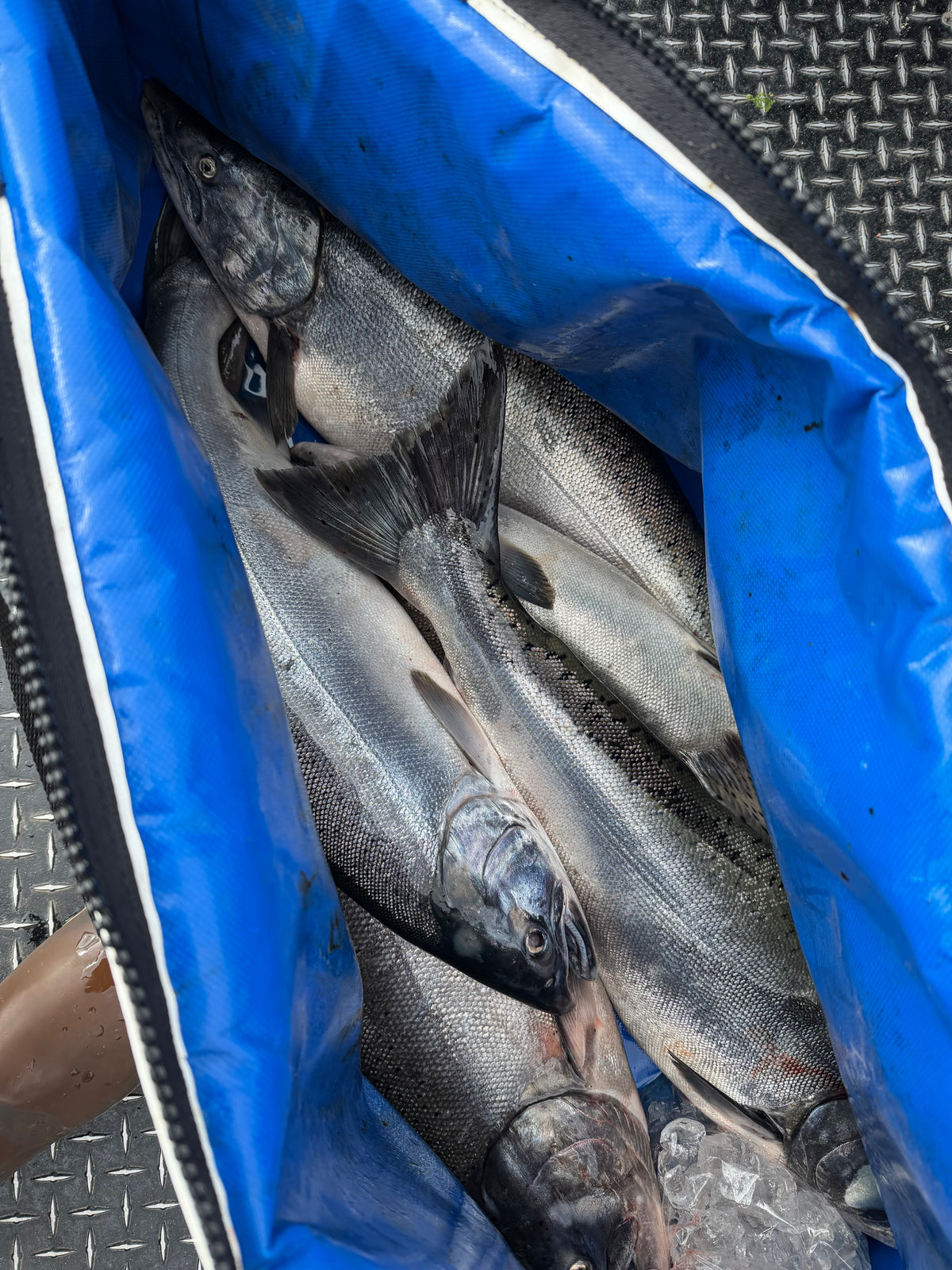 Buoy 10 August Salmon Fishing