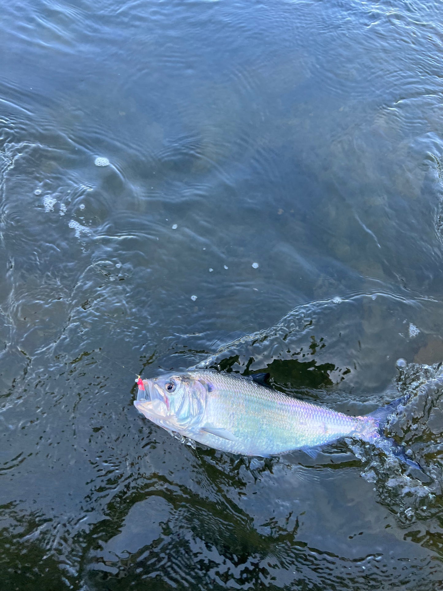 Shad Trips