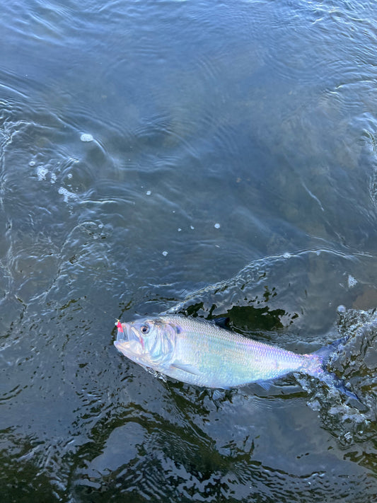 Shad Trips
