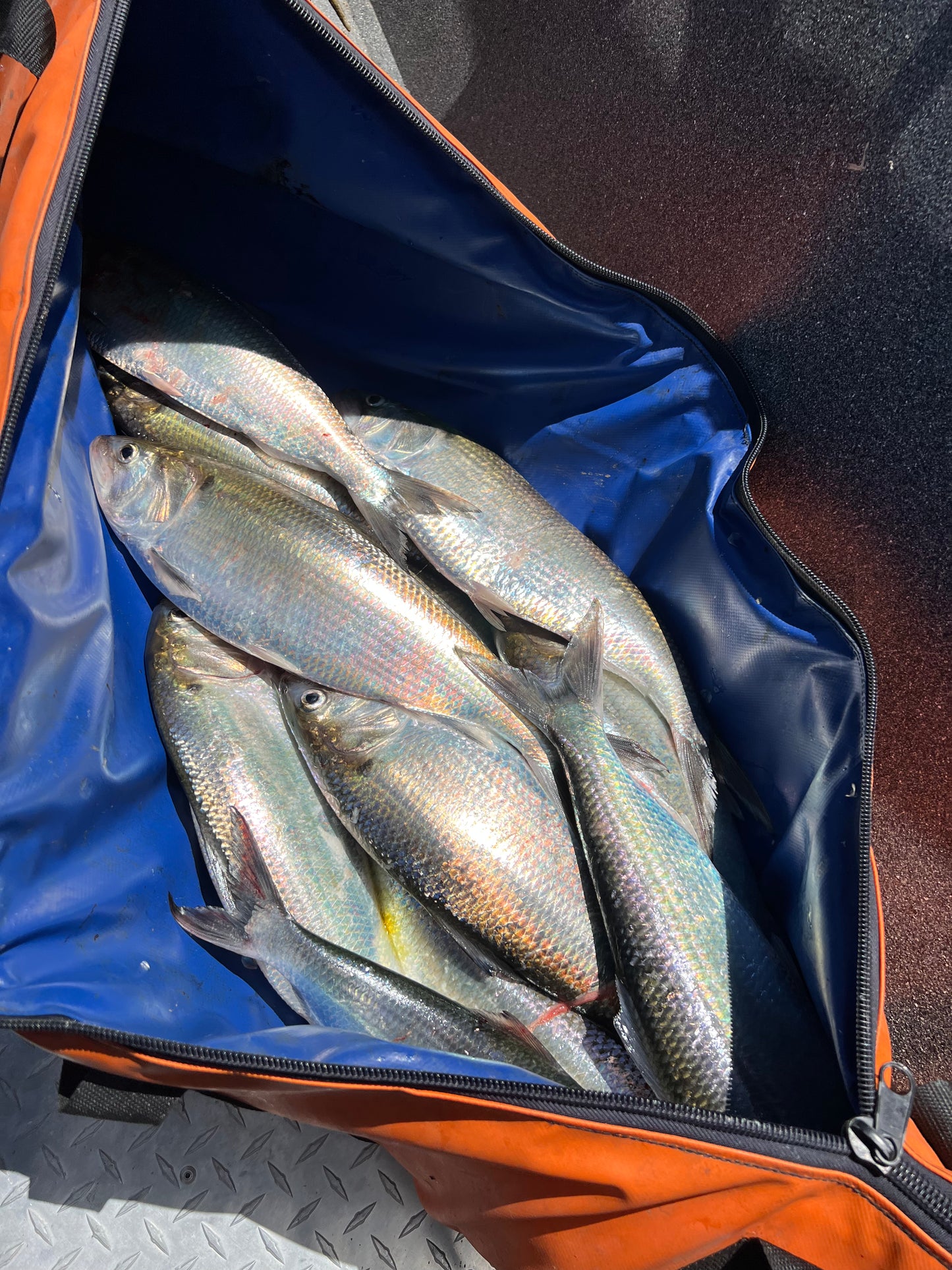 Shad Trips