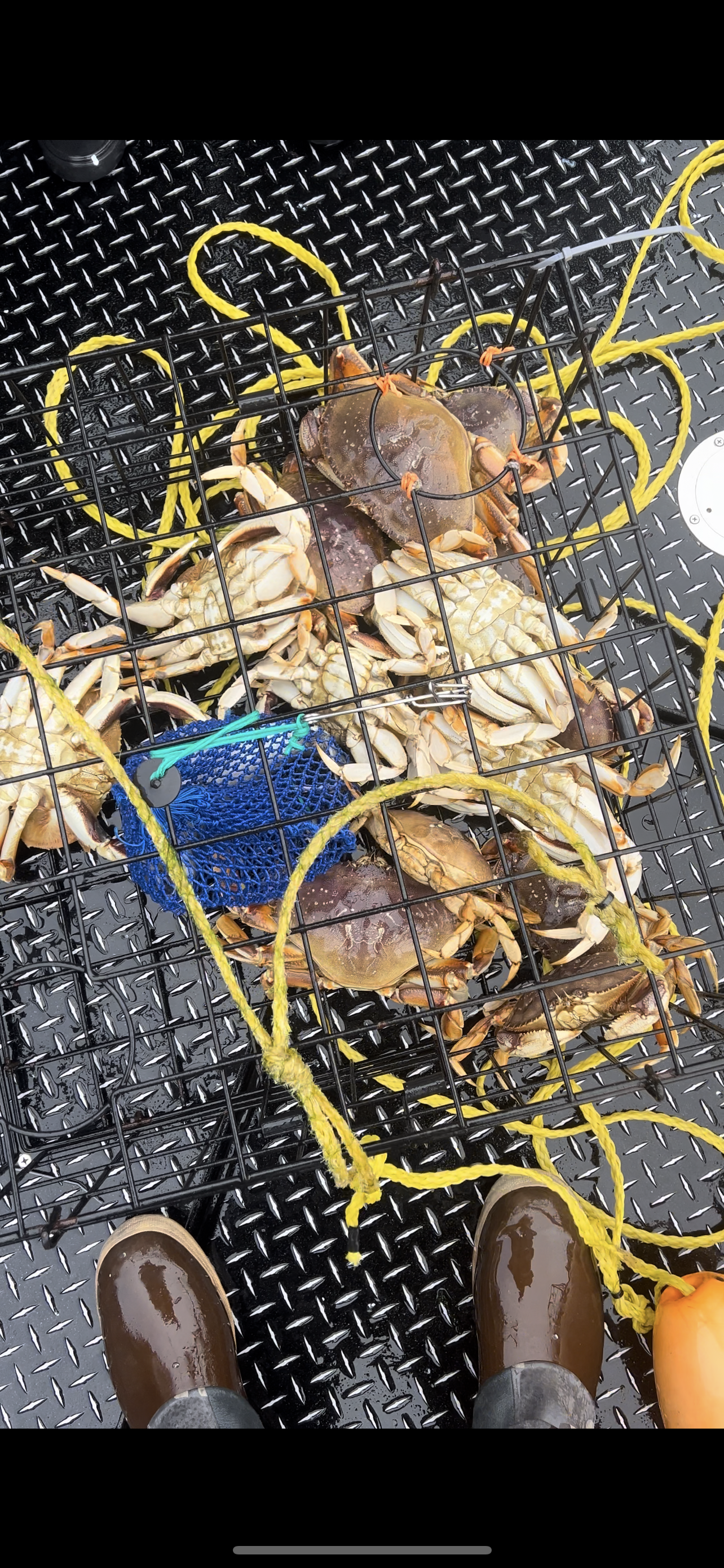 Dungeness Crab Fishing