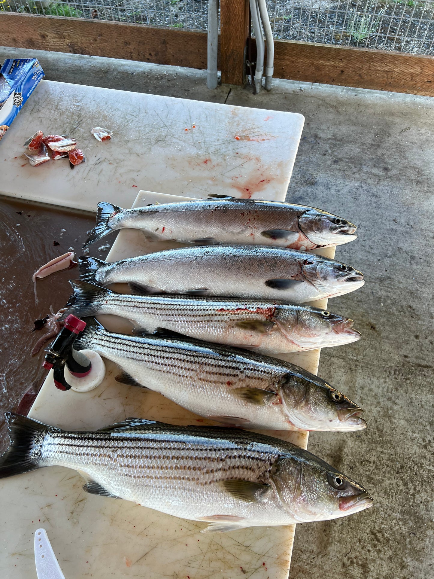 Coho Salmon/Striper Casting Combo Trips