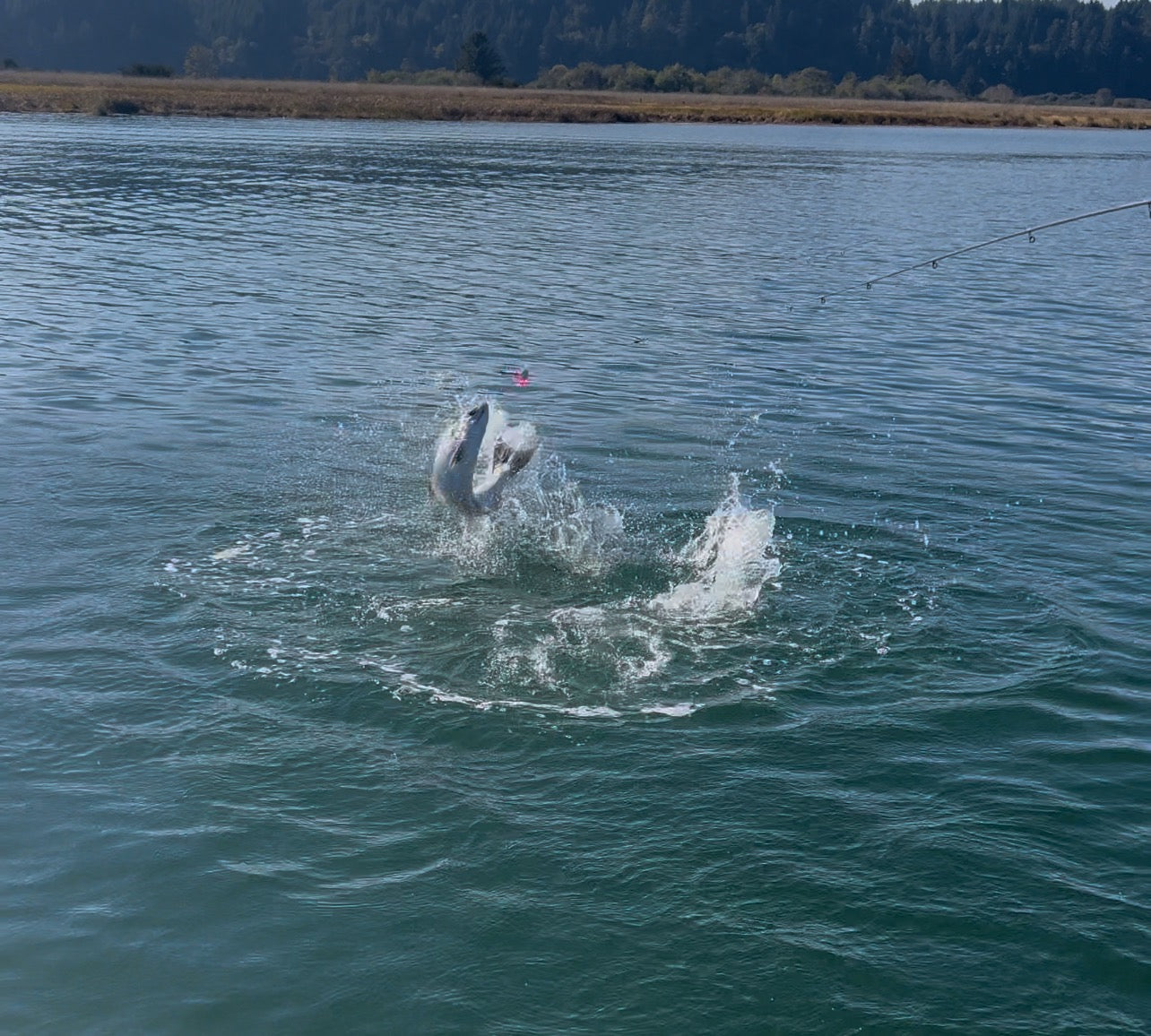 Coho Salmon/Striper Casting Combo Trips
